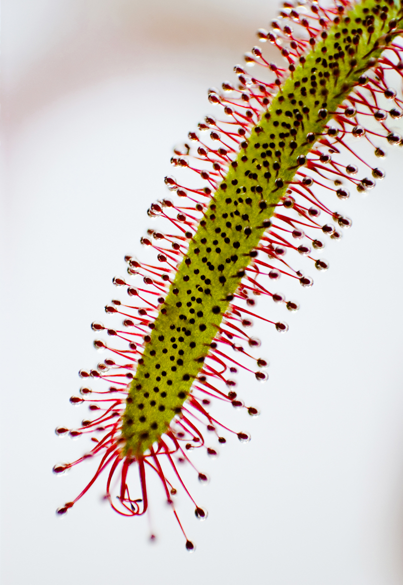 Illustration for article titled 59 Fiercely Focus Stacked Photos